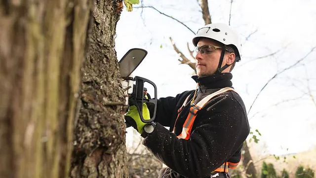 A tree surgeon in action