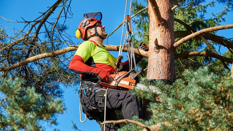 Safely Caring for Your Trees - Tree surgeon Bristol