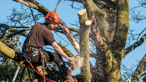 A tree being cut to size